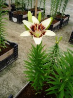 [1618 BlackSpider No02.JPG]